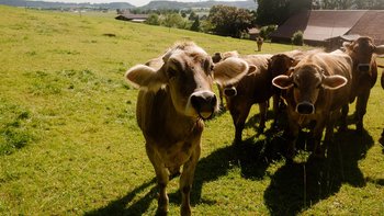 Gravel Bike Camp Allgäu Kühe