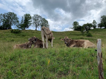 Wandern im Allgäu Camping Iller kühe